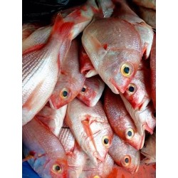 Carpe rouge de mer