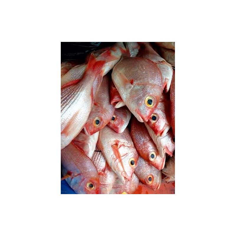 Carpe rouge de mer