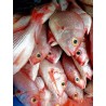 Carpe rouge de mer